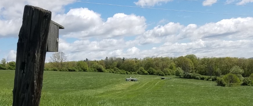can you find the guineas crop.jpg