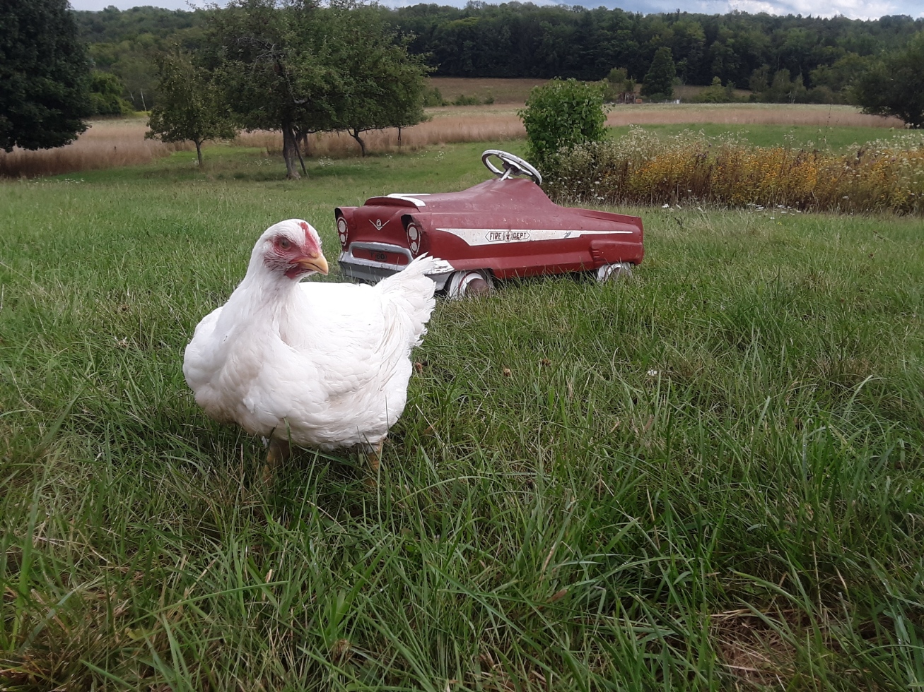 pastured chicken.jpg